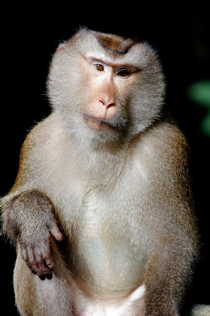 Macaco De Cola Larga Macaco Fascicularis De Macaco Cangrejo Foto Premium