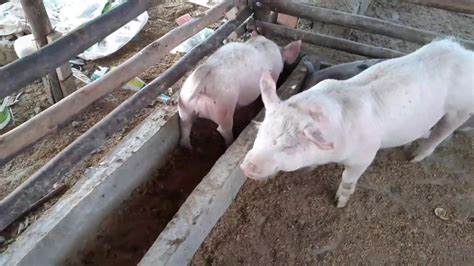 Crianza de cerdos en corrales de palos cerdos de engordé y para madres