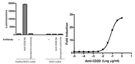 ADCP Bioassay Effector Cell FcγRIIa H Variant NFAT Luciferase