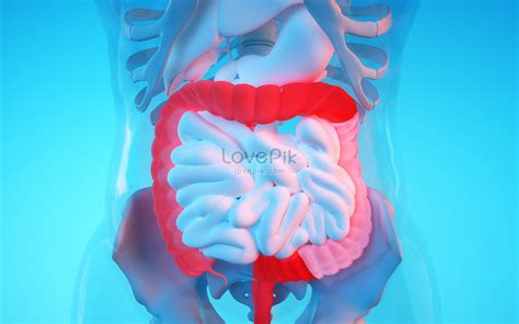 Human intestinal diseases creative image_picture free download ...