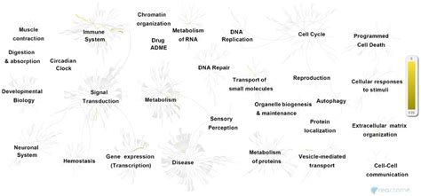 Overview Of Pathways Associated With GTN Genes Following Reactome