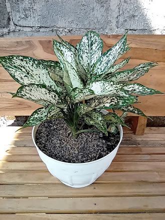 TIPS MERAWAT AGLAONEMA AGAR TIDAK CEPAT MATI SINOX NURSERY