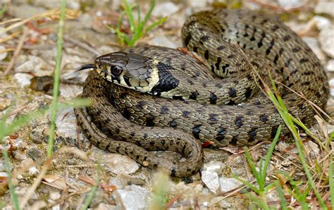 Șarpele De Casă Natrix Natrix Simbol Sacru Al Norocului