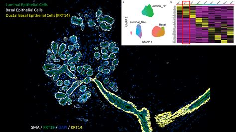 Webinar Rewind The Human Cell Atlas Akoya