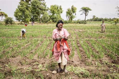 African Women Are Crucial To Agricultural Development IFDC