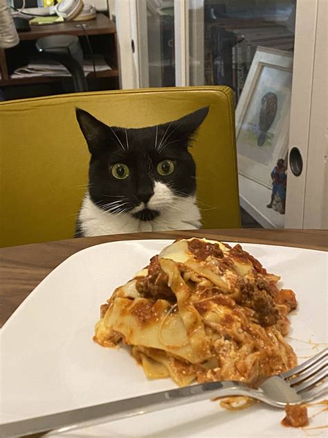 Lasagna Cat : cat