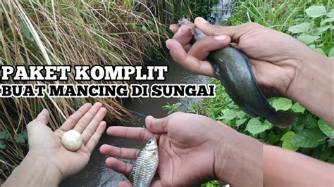 Mancing Di Selokan Setelah Hujan Terus Menerus Pakai Umpan Klik Memang