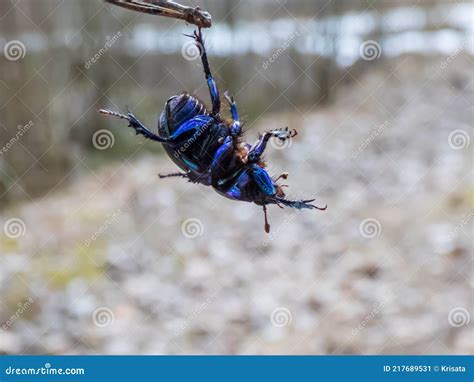 Close Up And Macro Shot Of Dor Beetle Earth Boring Dung Beetle Hanging