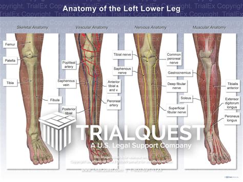 Anatomy of the Left Lower Leg - TrialExhibits Inc.