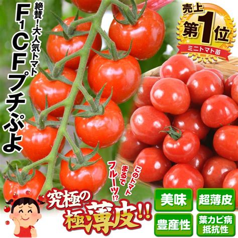 接木野菜苗 ミニトマト 接木f1cfプチぷよii 2株 2018 P5 0862 花と緑 国華園 通販 Yahooショッピング