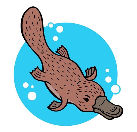 platypus swimming - Clipart World