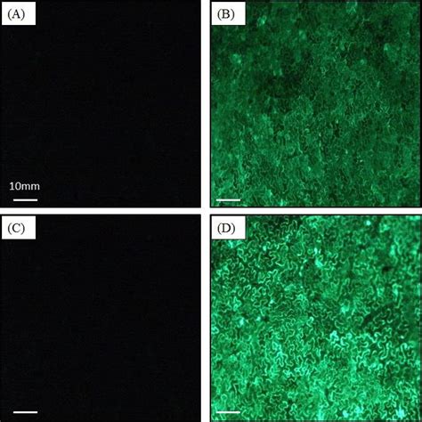 Co Infiltration Of N Benthamiana Leaves With Agrobacterium Strains