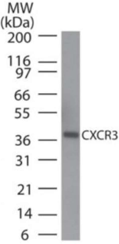 Cxcr3 Antibodyantibodiesprimary Antibodies Fisher Scientific