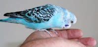 500 Most Popular Names for Budgies for Boys and Girls | PetPress