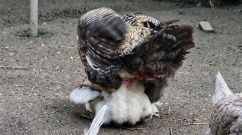 Chicken Mating Rooster Mating With Chicken Hahn Befruchtet Henne