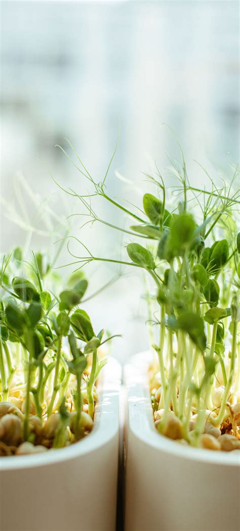 Sprouting Safety: Your Complete Guide To Sprouting Seeds Safely