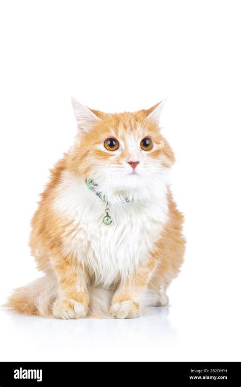 Orange Cat Sitting And Looking Up On White Background Stock Photo Alamy