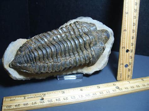 Rare Very Large Fossilized Trilobite Calymenella Sp Bergero