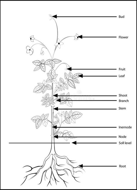 Parts Of A Flowering Plant, Stock Vector - Illustration of drawing ...