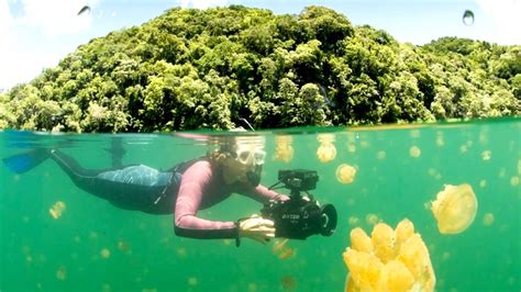 Danau Kakaban Destinasi Wisata Unik Di Kalimantan Timur Mencebur