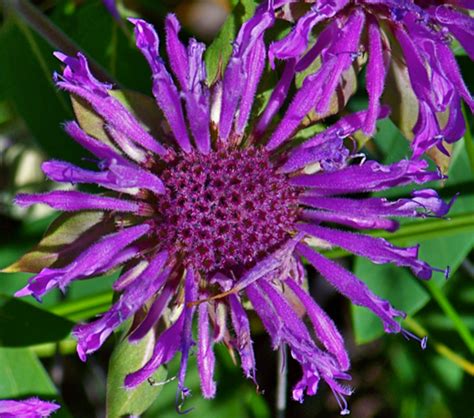 Wild Bergamot Native Plants Changehampton