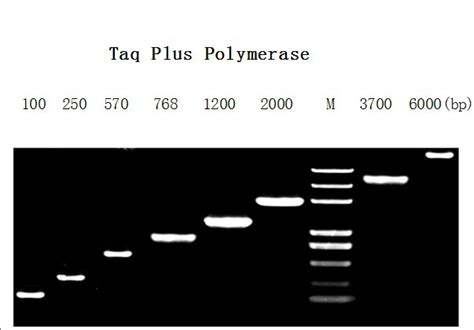 High Fidelity Taq DNA Polymerase – MEBEP Bio Science