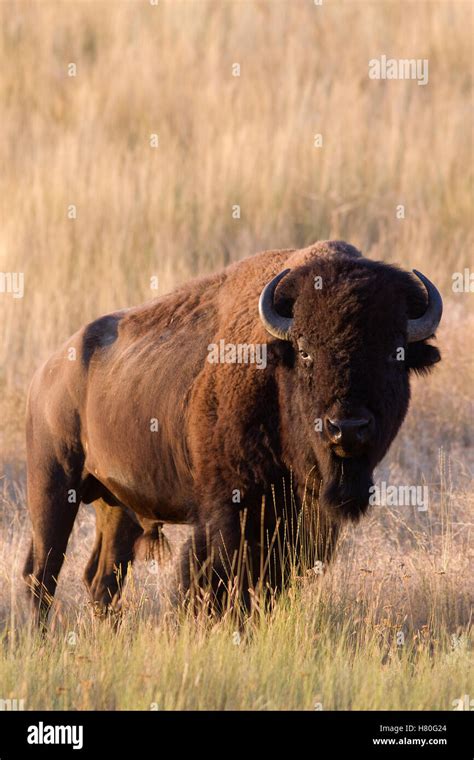 American Bison Bison Bison Bull National Bison Range Moise Montana