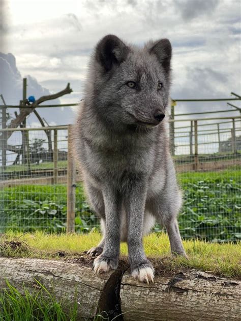 Arctic Foxes at Jimmy's Farm & Wildlife Park, Suffolk