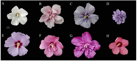 Parts Of Hibiscus Flower And Their Functions Pdf Home Alqu