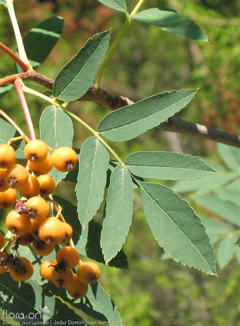 Sorbus Aucuparia Flora On