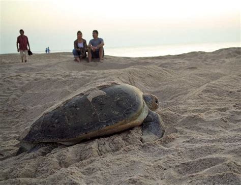 Turtle Watching Masirah Island Images Timings Holidify