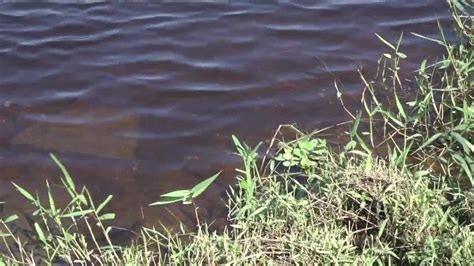 Red Tide Continues To Make Its Way Through Southwest Florida Waterways