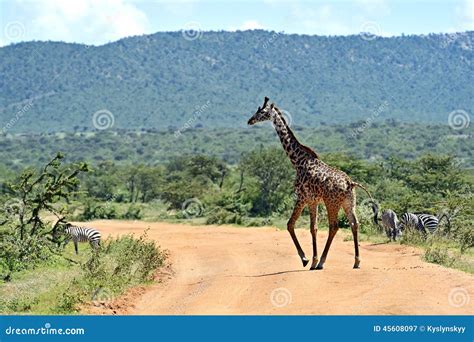 Giraffe stock image. Image of themes, vegetation, planet - 45608097