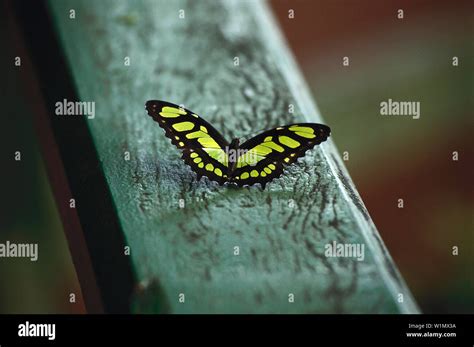 Exotic butterfly, Iguazu Falls, near Iguazu Falls Brazil Stock Photo ...