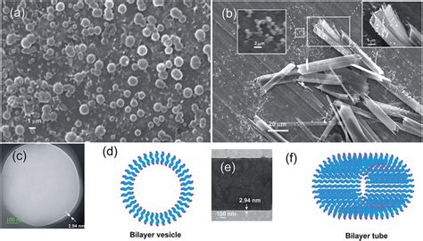 A And B Scanning Electron Micrographs Of The Dried Selfassemblies Of