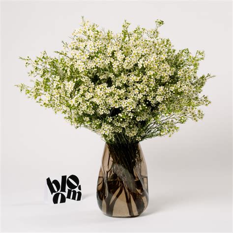 Cloud White Wax Flower | Fresh Flowers Online | Bloom