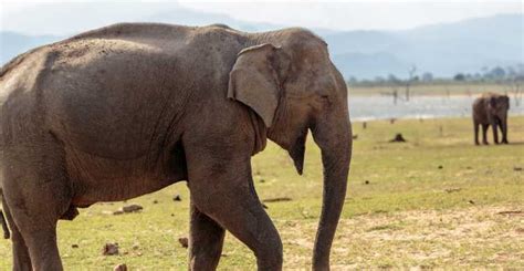 Udawalawe Nationaal Park Priv Safari Van Een Hele Dag Getyourguide