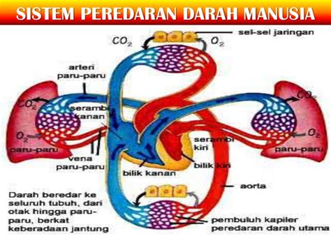 Sistem Peredaran Darah Pada Manusia Beranda Ilmu