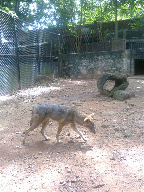 A Fox in Trivandrum Zoo | Veethi