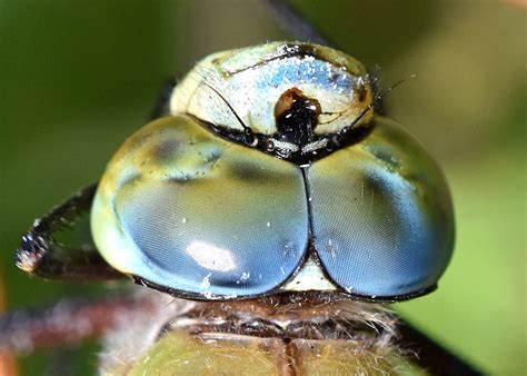 Dragonfly Eye Color