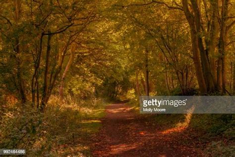 Forrest Moore Fotografías E Imágenes De Stock Getty Images