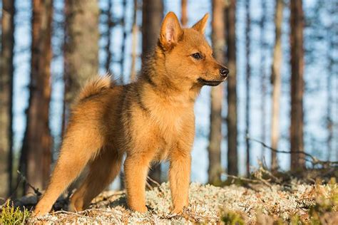 Finnish Spitz Puppies For Sale