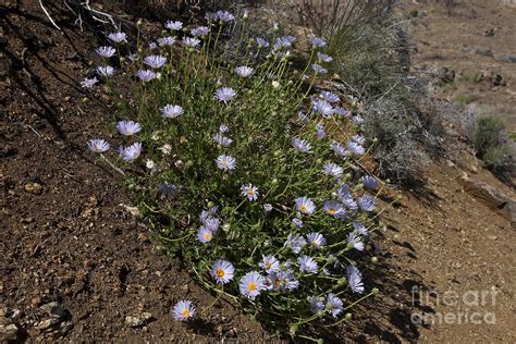 Blue wildflowers along a hiking trail Joshua Tree National Park ...