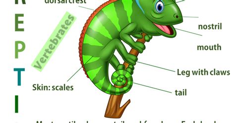 Natural Science 6º CEIP Camposoto: VERTEBRATES: REPTILES