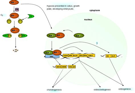 The Role Of Hypoxia Inducible Factor In Osteogenesis And Chondrogenesis