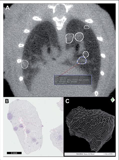 Figure 1 From Volumetric And Linear Measurements Of Lung Tumor Burden From Non Gated Micro Ct