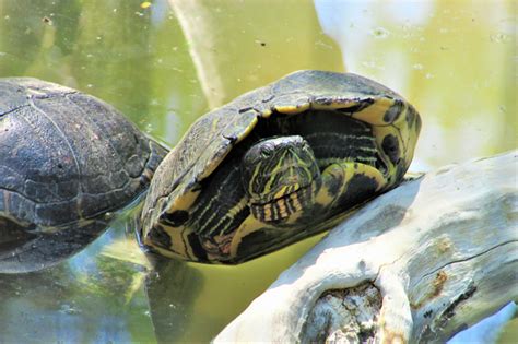 Quanto Tempo A Tartaruga Tigre Pode Ficar Fora Da Água - Tartaruga Tigre d'Água: hábitos, curiosidades e mais - Blog da Cobasi