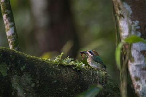 Tody Motmot | Sean Crane Photography