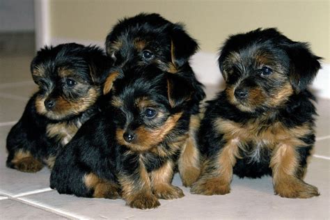 Yorkie Puppies Photograph by Geraldine Alexander