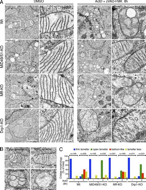 Cristae Remodeling During Apoptosis Is Inhibited In Mid Ko Cells